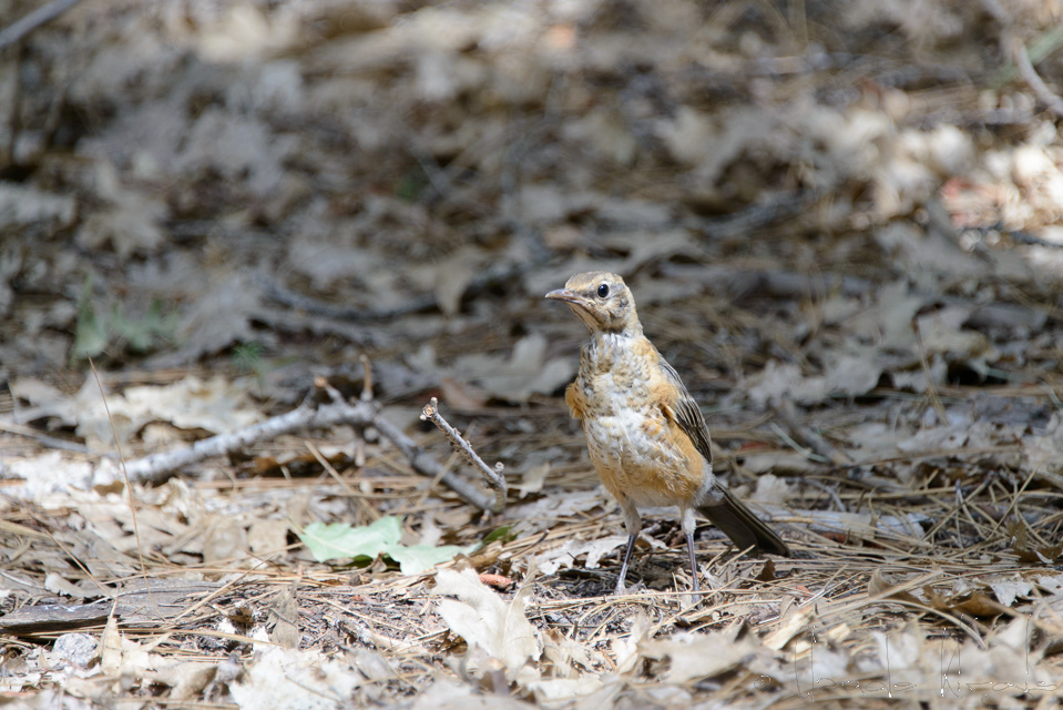 Merle d'Amérique-American Robin (Turdus migratorius)
