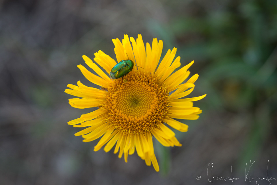 Inule à feuilles de saule (Inula salicina)