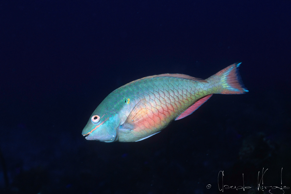 Perroquet à bandes rouges-Phase terminale (Sparisoma aurofrenatum)
