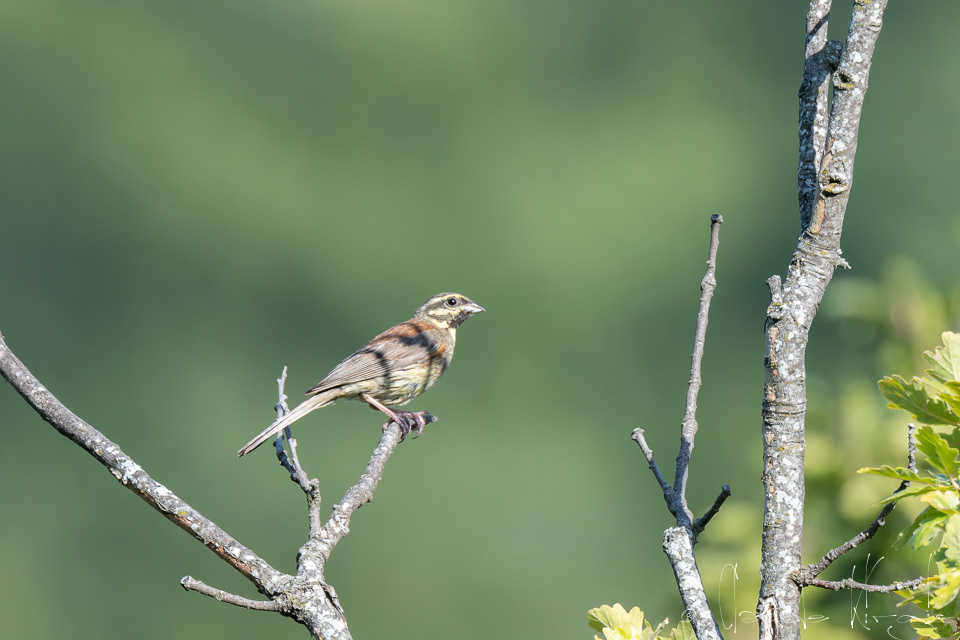 Bruant zizi (Emberiza cirlus)