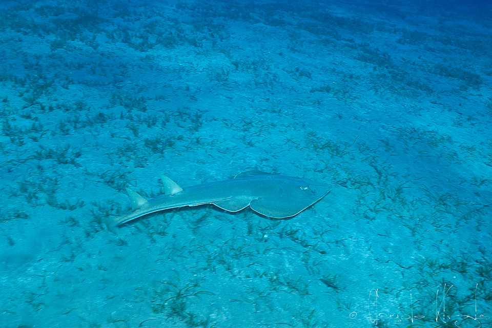 Raie guitare (Glaucostegus halavi)