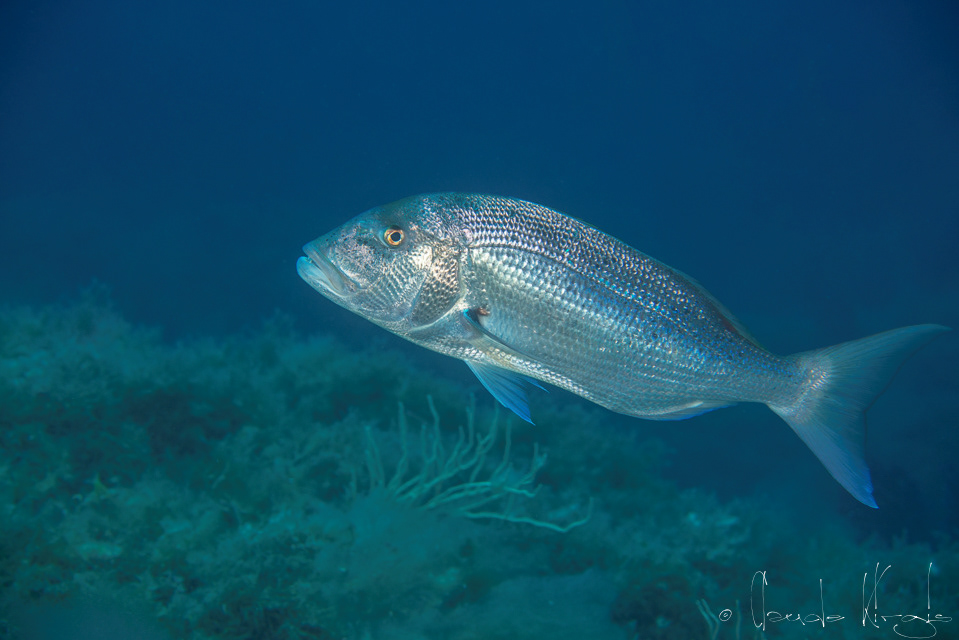 Le Denti (Dentex dentex)