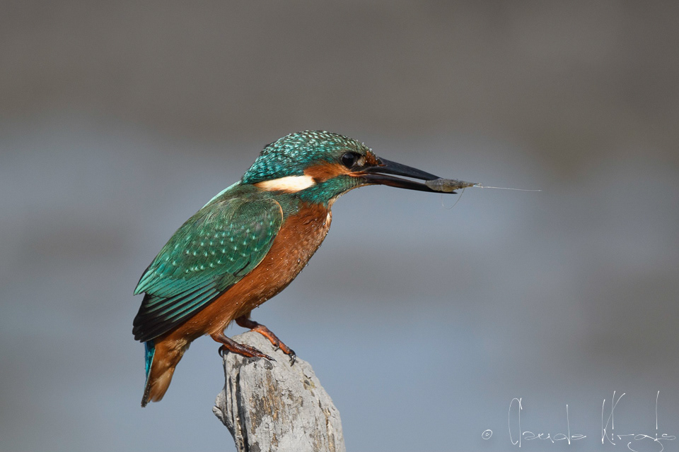 Matin-pêcheur d'Europe (Alcedo atthis)