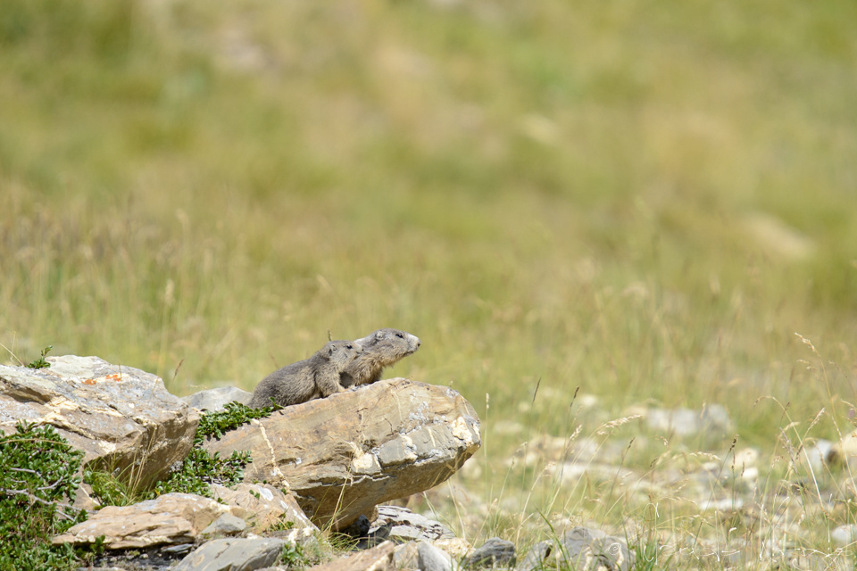 Marmotte des Alpes et jeune (Marmota marmota)