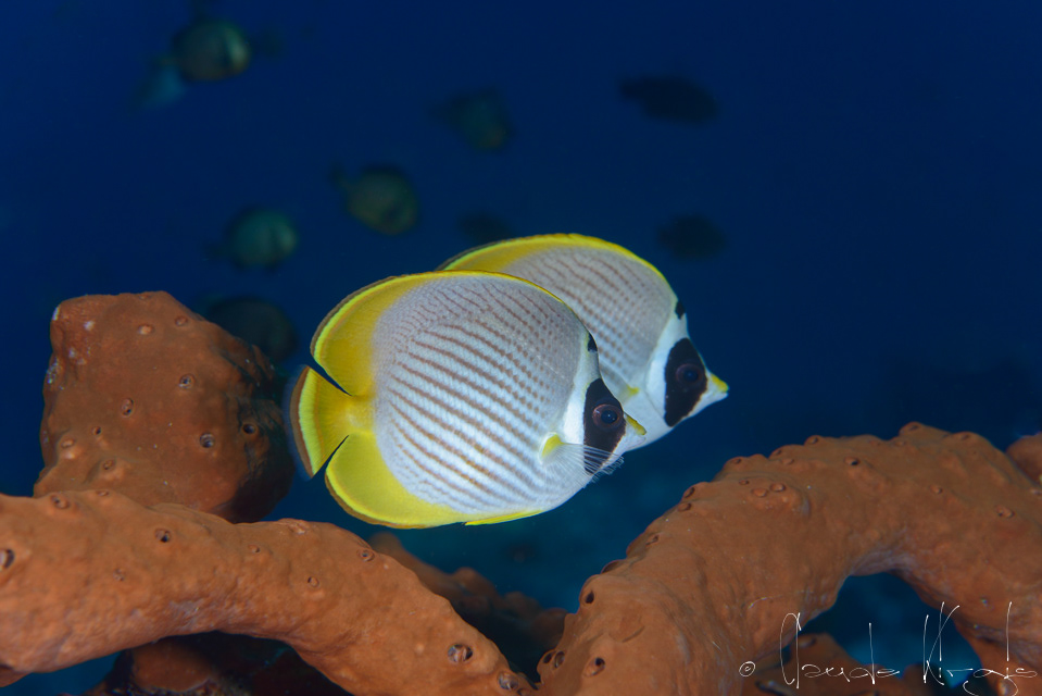Poisson-papillon panda (Chaetodon adiergastos)