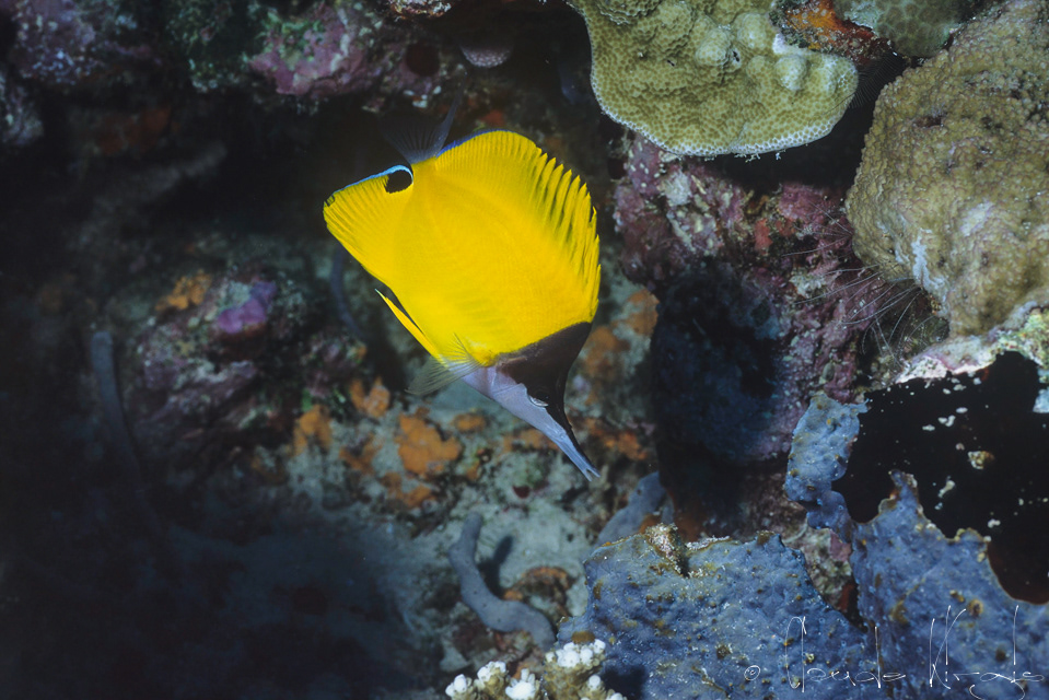 Poisson-Pincette jaune (Forcipiger flavissimus)