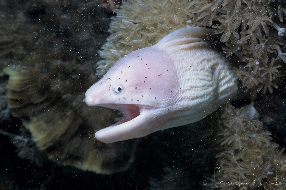 Murène tatouée (Siderea grisea)