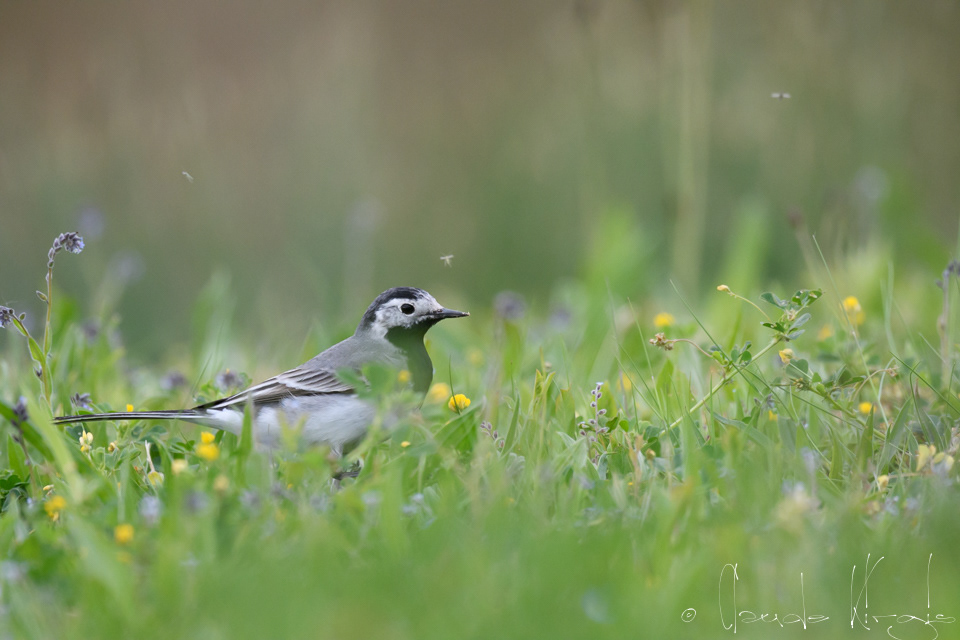 Bergeronnette grise (Motacilla alba)