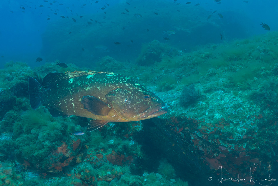 Mérou brun (Epinephelus marginatus)