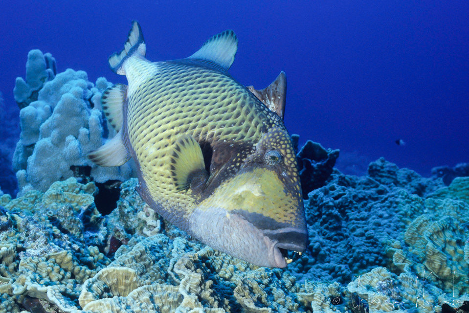 Baliste Olivatre (Balstoïdes viridescens) 