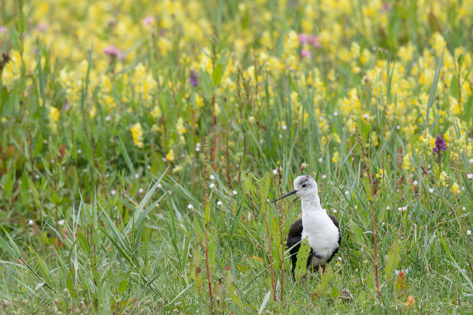 Echasse blanche (Himantopus himantopus)