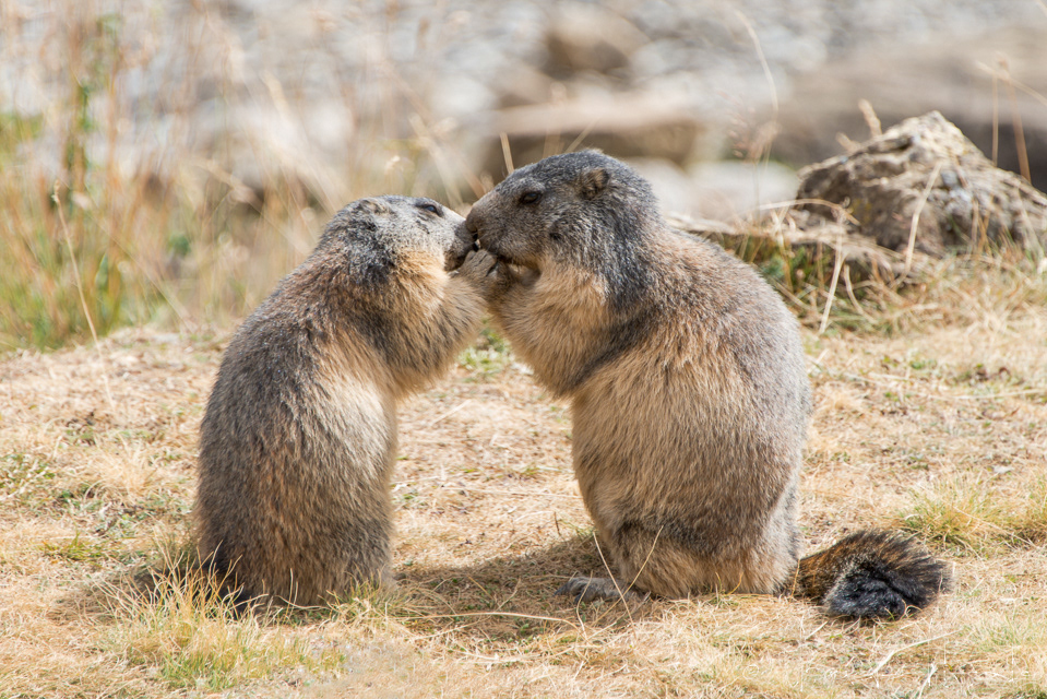 Marmotte des Alpes (Marmota marmota)
