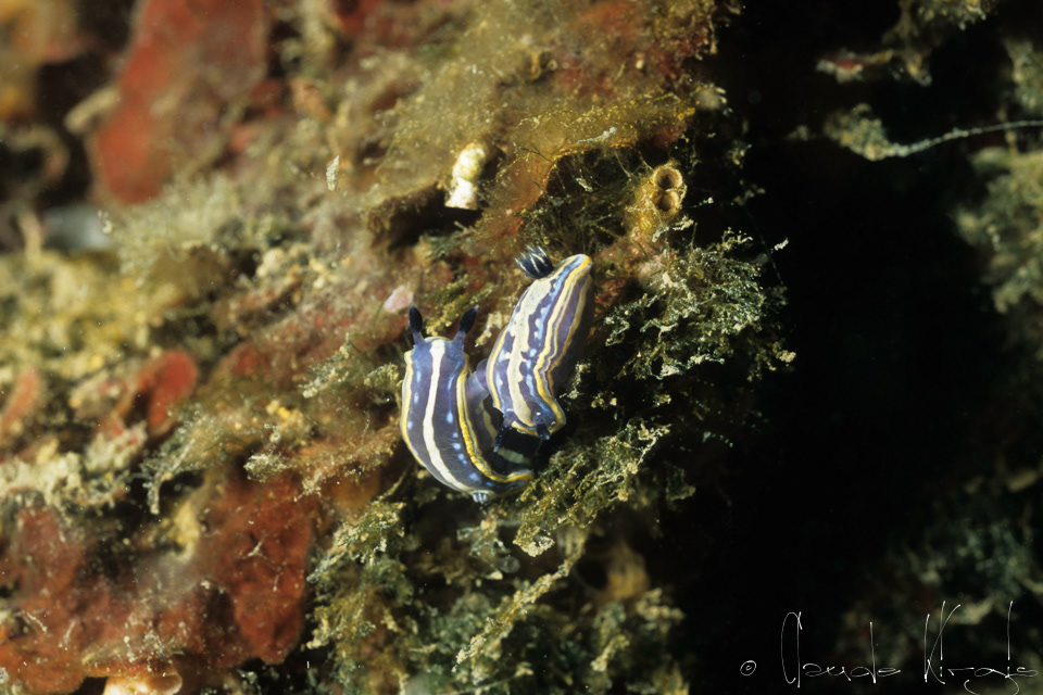 Doris tricolore (Hypselodoris midatlantica)