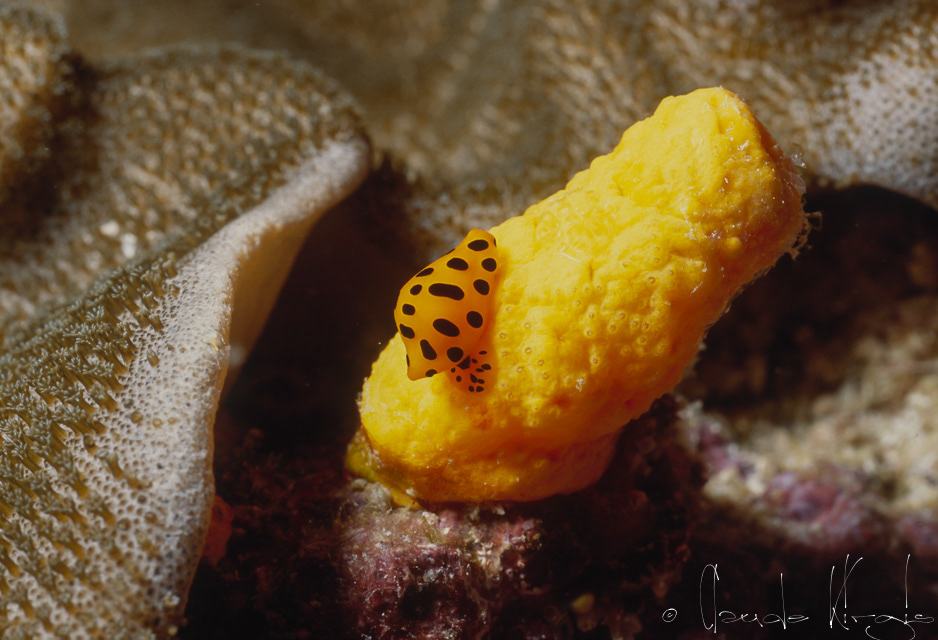 Ovule Tigre (Cuspivolva tigris)
