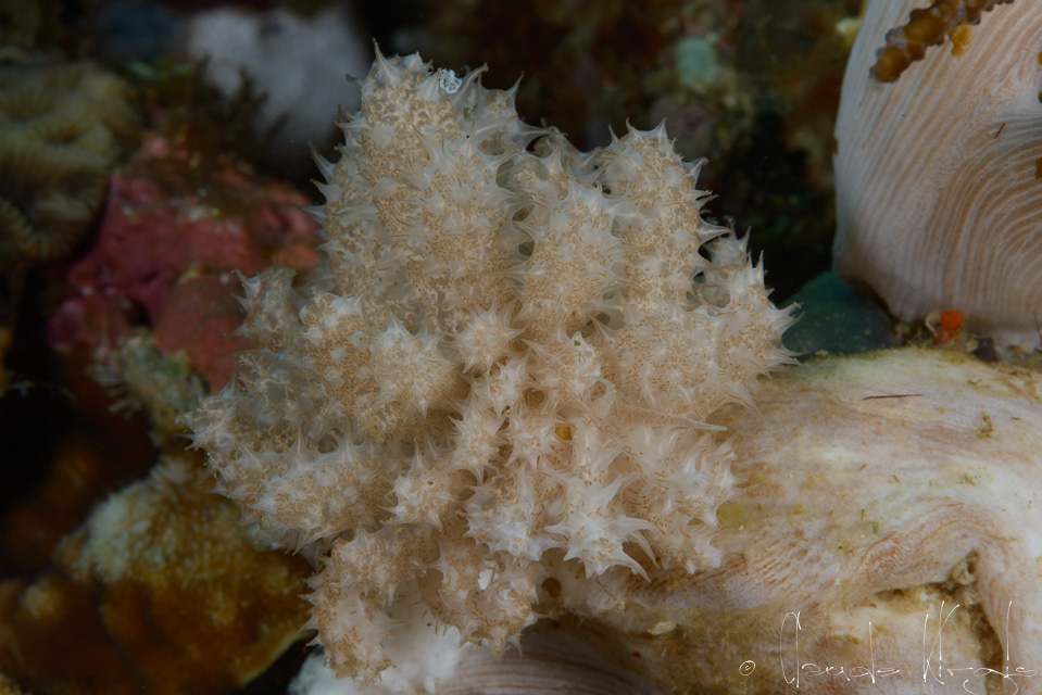 Phyllodesmium de Koehler (Phyllodesmium koehleri)