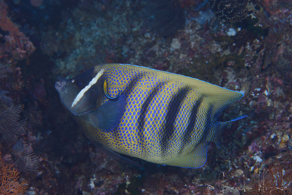 Poisson-ange à six bandes (Pomacanthus sexstriatus)