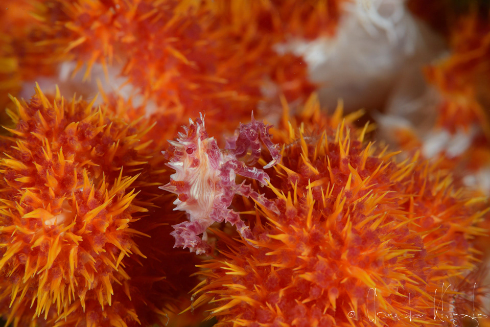 Araignée des coraux mous (Hoplophrys oatesii)