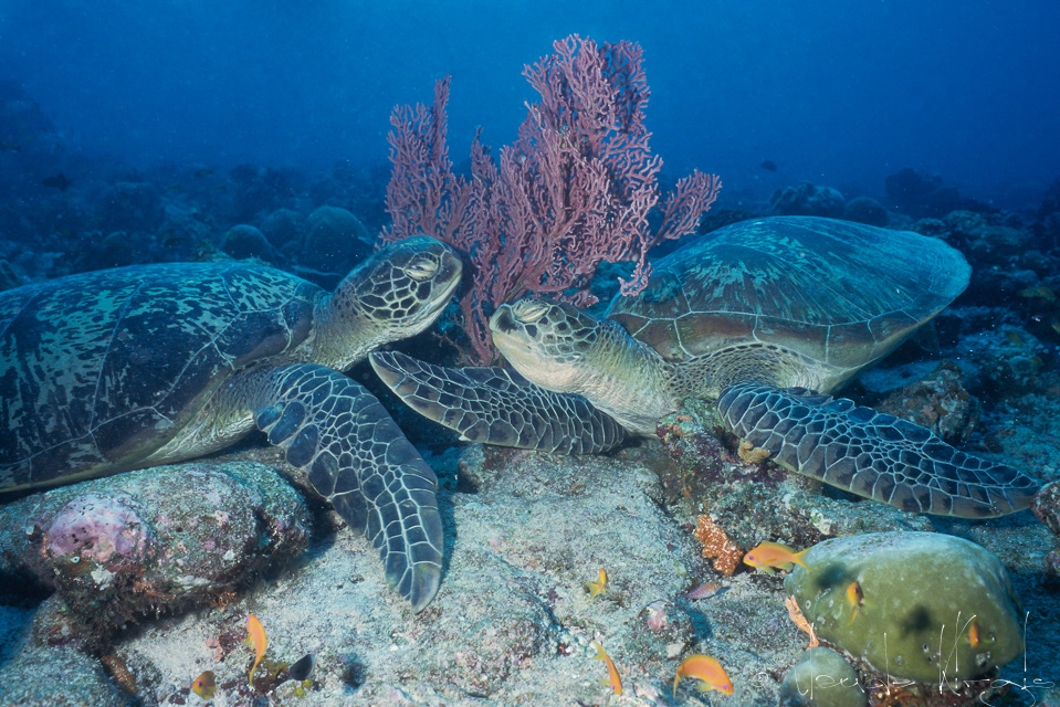Tortue verte (Chelonia mydas)