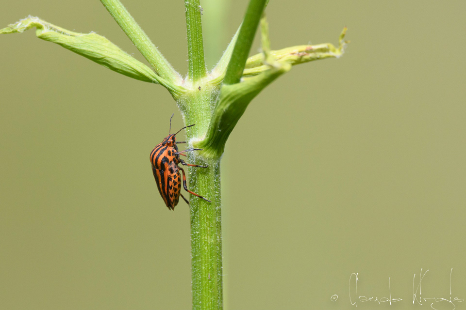 Punaise arlequin (Graphosoma italicum)