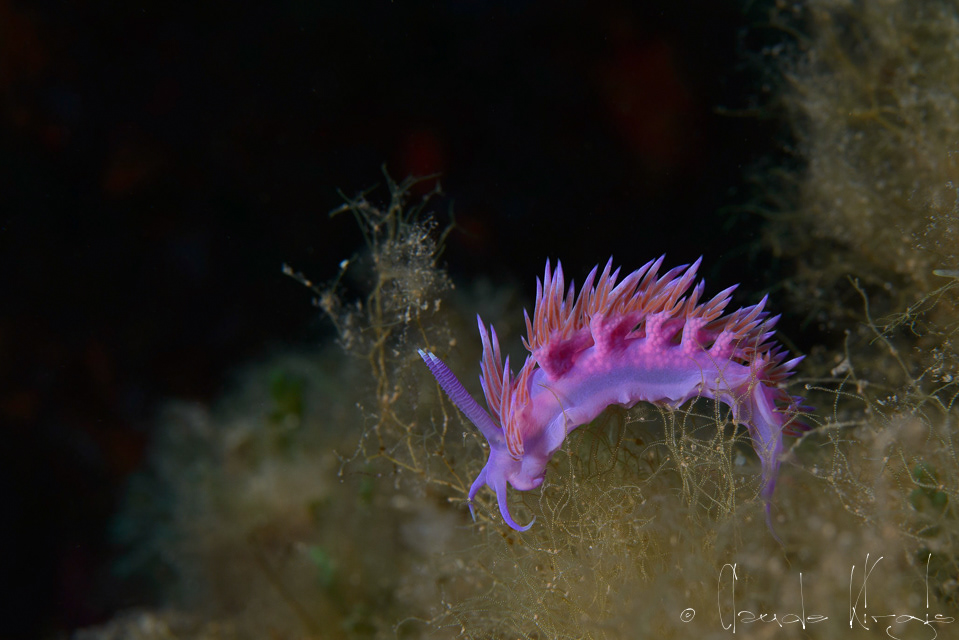 Flabelline mauve (Flabellina affinis)