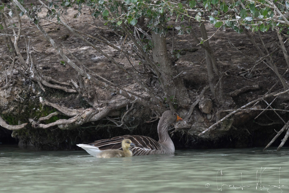 Oie cendrée&Poussin (Anser anser)