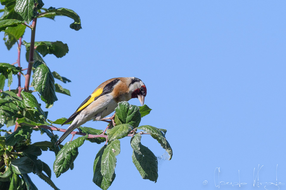 Chardonneret élégant (Carduelis carduelis)