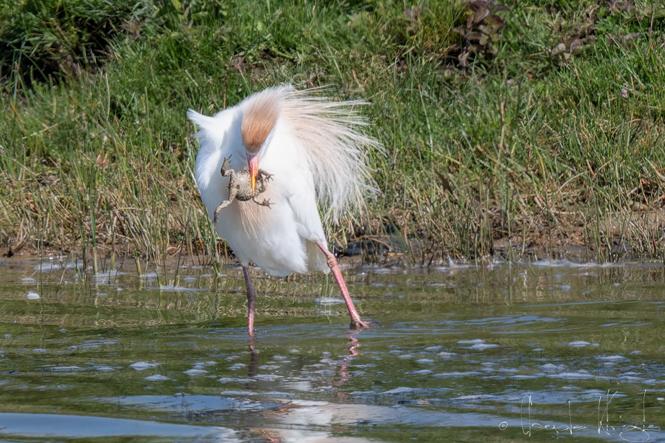 Héron Garde-boeufs (Bubulcus ibis)