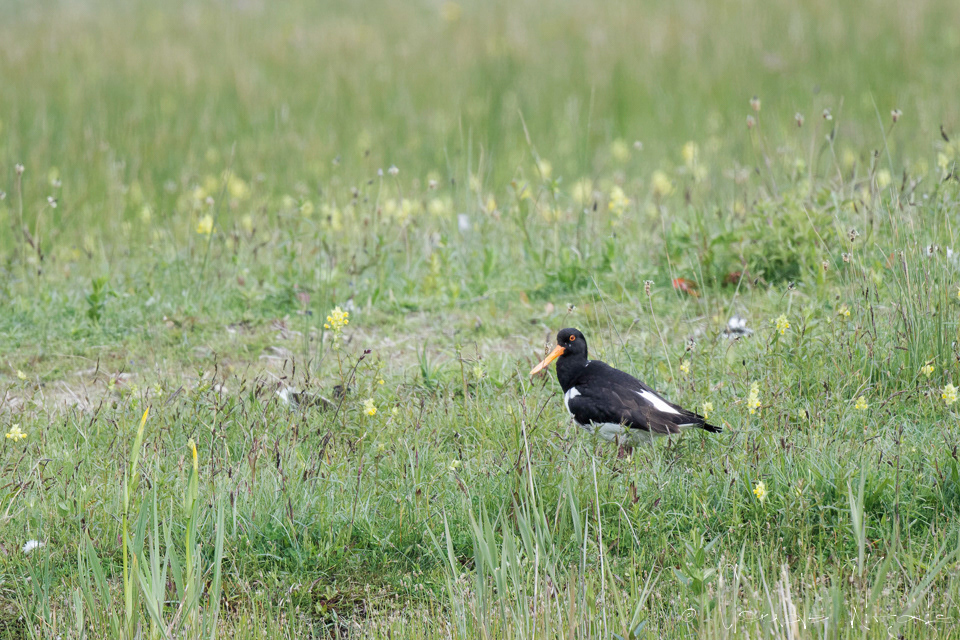 Huîtrier pie (Haematopus osyralegus)