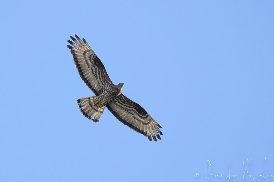 Bondrée apivore (Pernis apivorus)