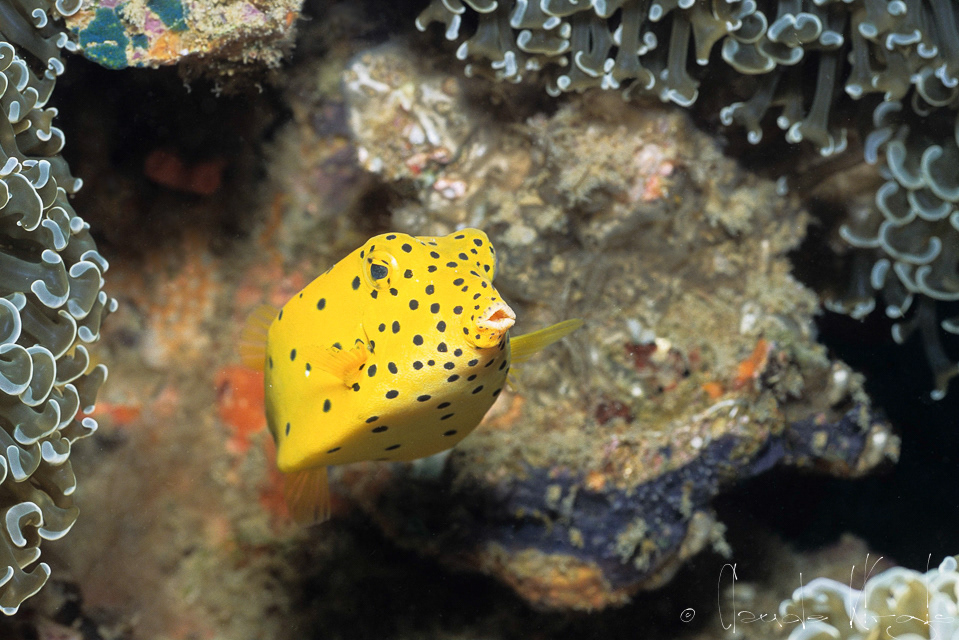 Poisson-Coffre Jaune juvénile (Ostracion cubicus)