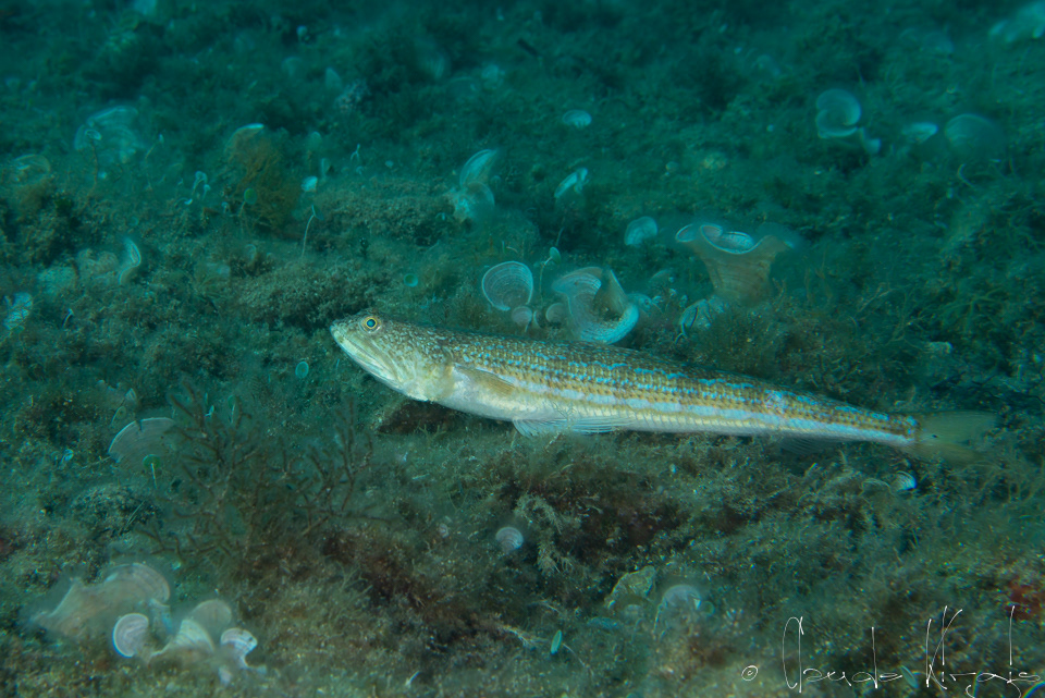 Poisson-lézard de Méditerranée (Synodus saurus)