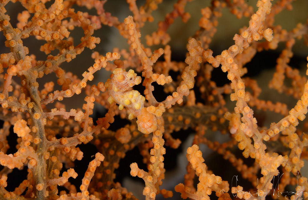 Hippocampe pygmé (Hippocampus bargibanti)