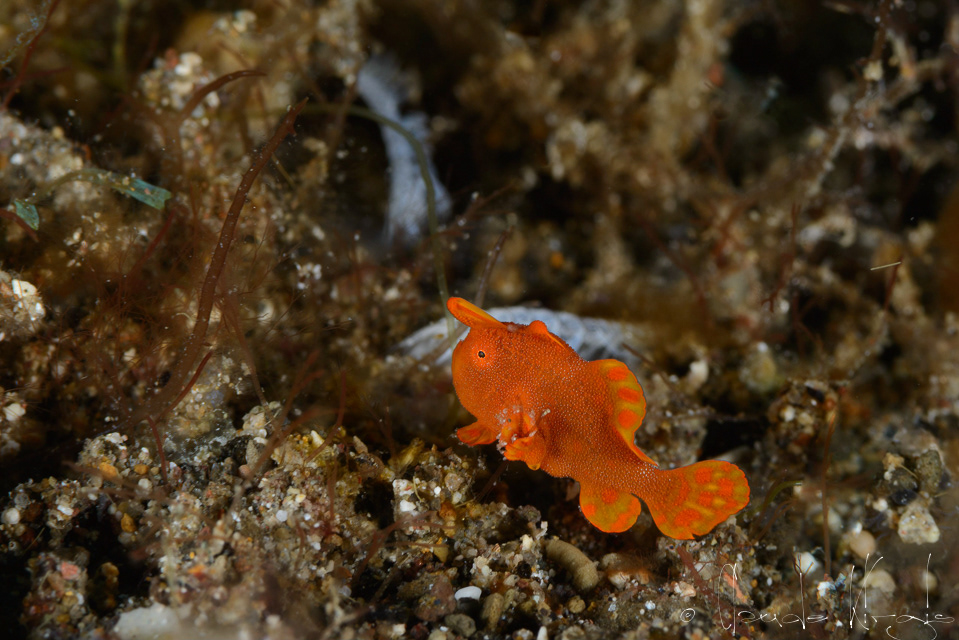 Antennaire-juvénile (Antennarius sp)