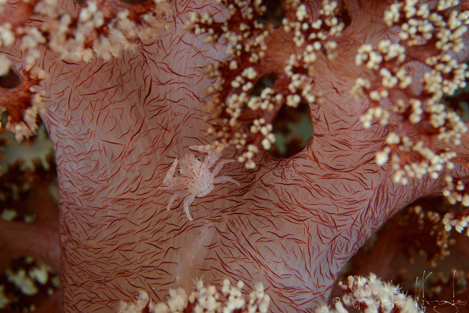 Porcellaine à 3 lobes (Porcellanella sp)