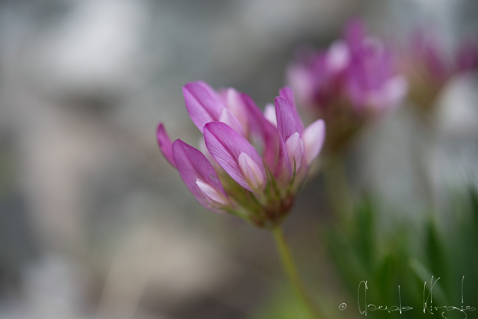 Trèfle alpin (Trifolium alpinum)