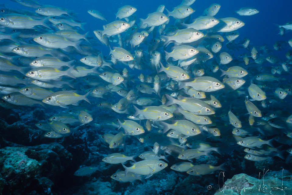 Brême de mer (Gnathodentex aureolineatus)