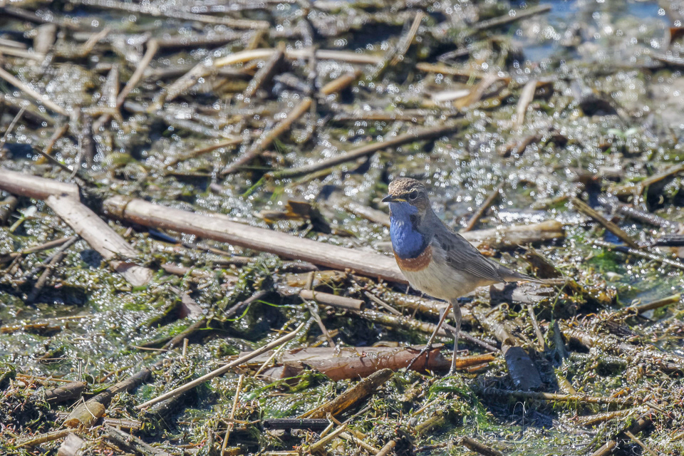 Gorgebleue à miroir (luscinia svecica)