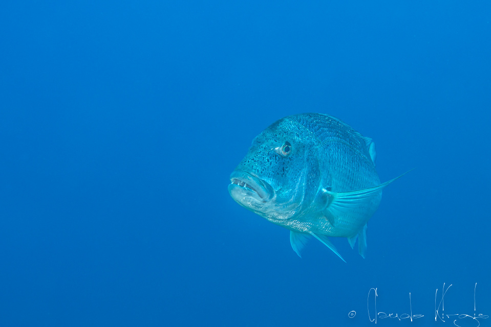 Le denti ((Dentex dentex)