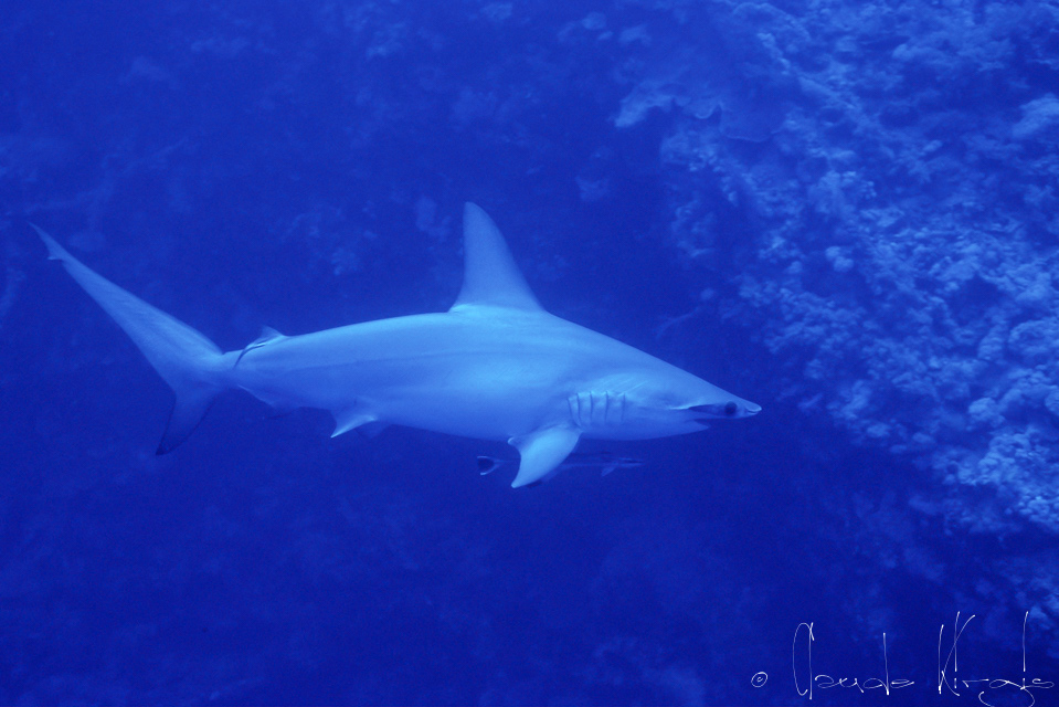 Requin-Marteau Halicorne (Sphyrna lewini)