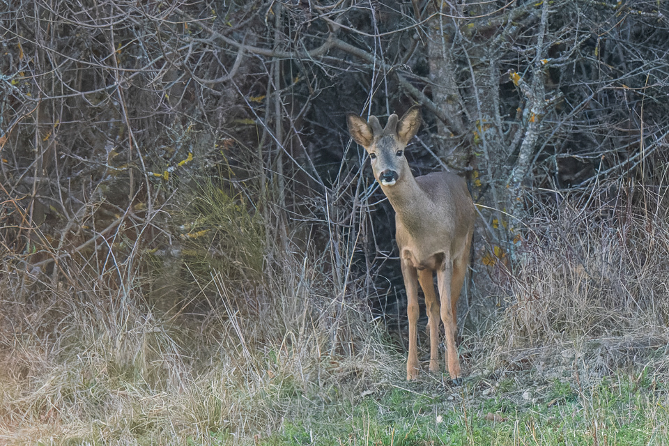 Chevreuil d'europe-mâle (Capreolus capreolus)