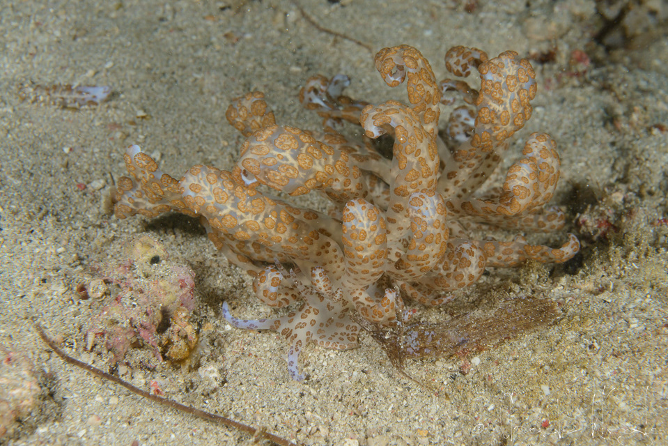 Phyllodesmium solaire (Phyllodesmium longicirrum)