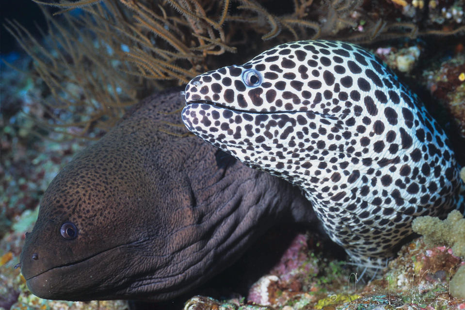 Murène géante et murène léopard (Gymnothorax javanicus & Gymnothorax favagineus)