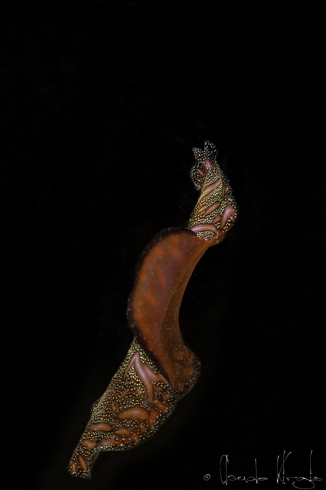 Vers plat de Bedford (Pseudobiceros bedfordi)