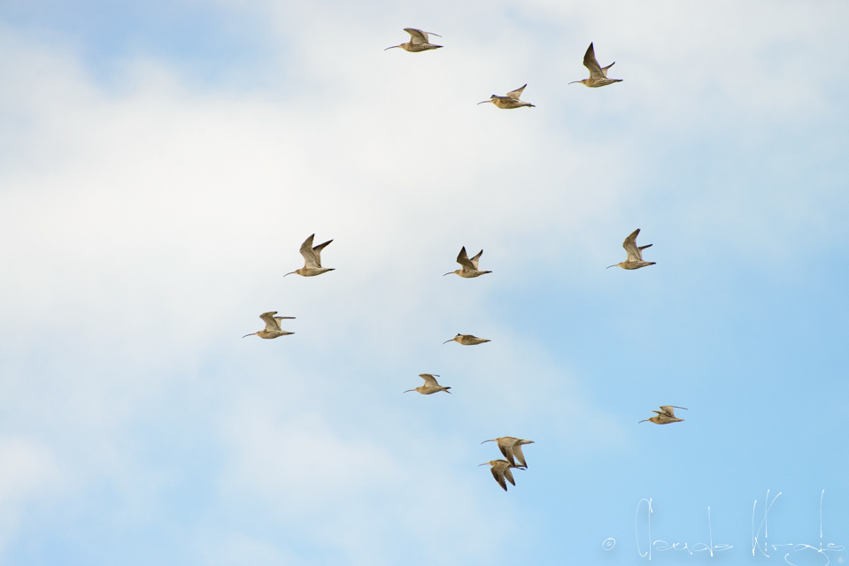 Courlis cendré (Numenius arquata)