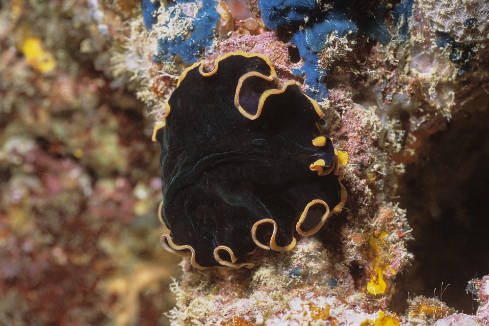 Ver plat (Pseudobiceros sp)