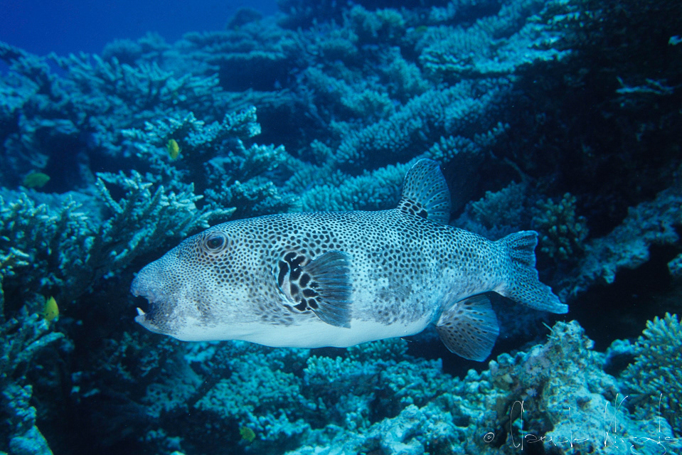 Poisson ballon étoilé (Arothron stellatus)