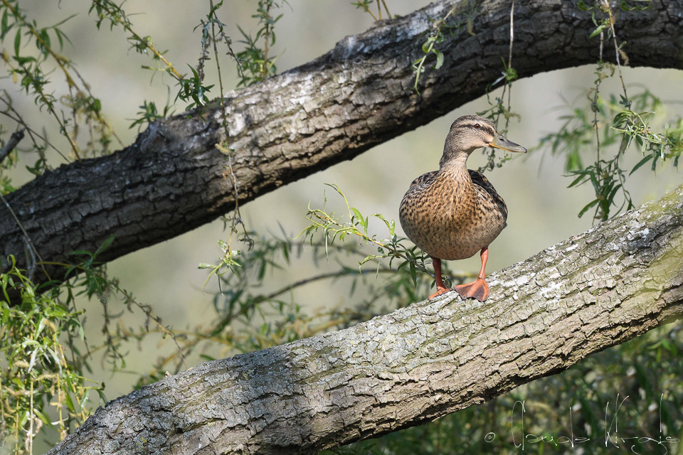 Canard colvert-femelle (Anas platyrhynchos)