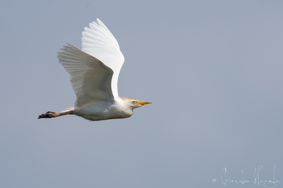 Héron garde-boeufs (Bubulcus ibis)