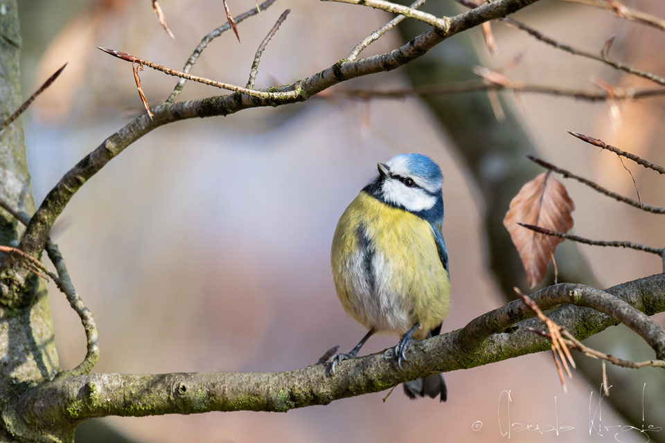 Mésange bleue (Cyanistes caeruleus)