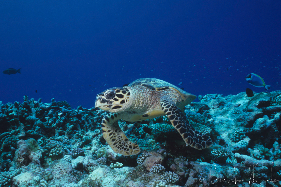 Tortue imbriquée (Eretmochelys imbricata)